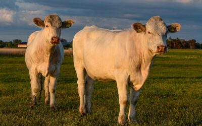 The benefits of our Charolais grass-fed beef